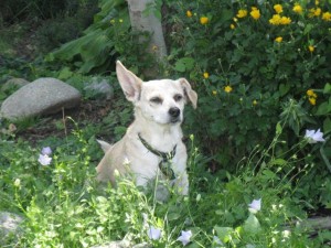 tortilla sniffing the flowers3