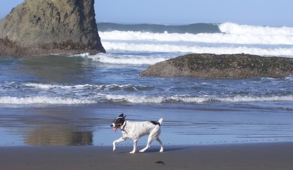 Beachbuddy